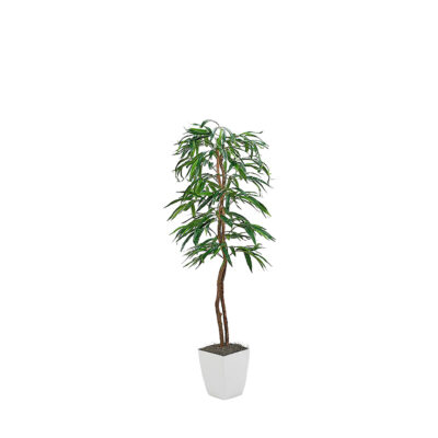 Weeping Ficus Tree in Cardinal Planter 6' - 320928