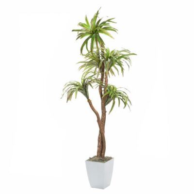 6' Dracaena Tree in Small White Cardinal Planter - 320929