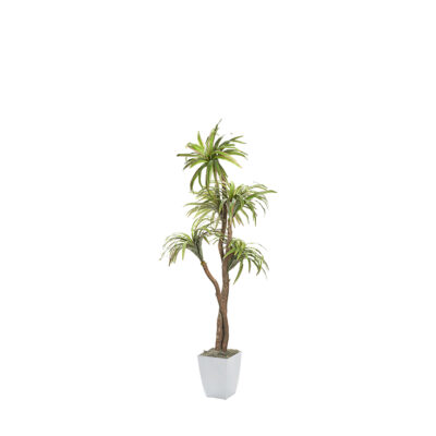 Dracaena Tree in Cardinal Planter 6' - 320929