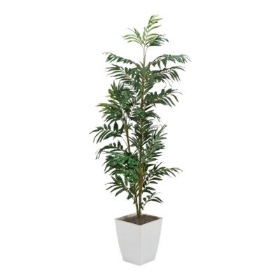 Phoenix Palm in Cardinal Planter 6' - 320930