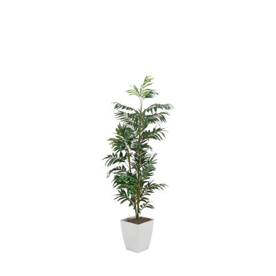 Phoenix Palm in Cardinal Planter 6' - 320930