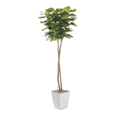 Fiddle Leaf Fig in Cardinal Planter 6' - 320931
