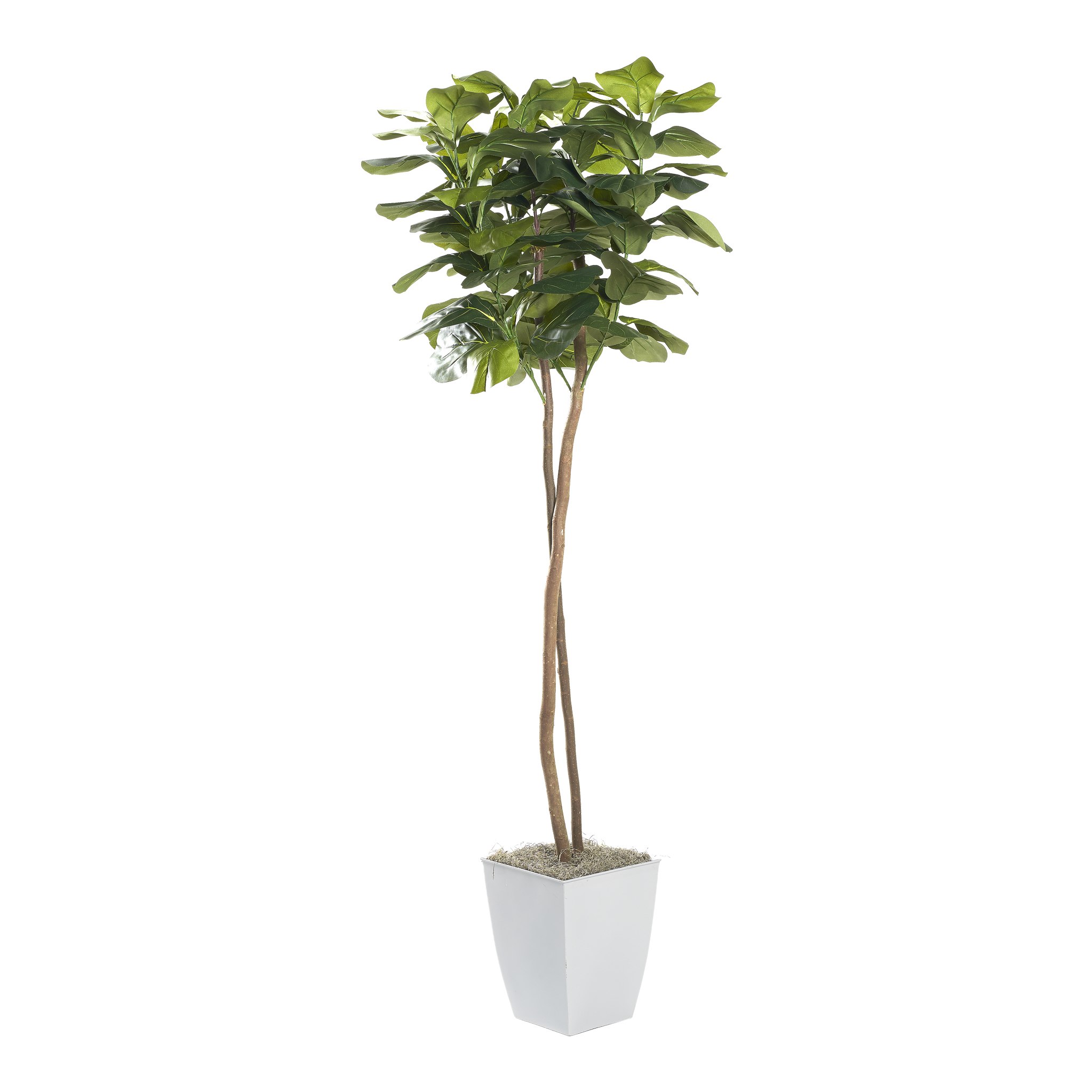 Fiddle Leaf Fig in Cardinal Planter 6' - 320931