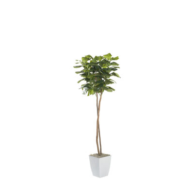 Fiddle Leaf Fig in Cardinal Planter 6' - 320931
