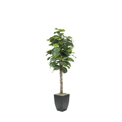 Fiddle Leaf Fig in Cardinal Planter 7' - 320932