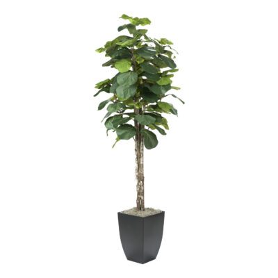 Fiddle Leaf Fig in Cardinal Planter 7' - 320932
