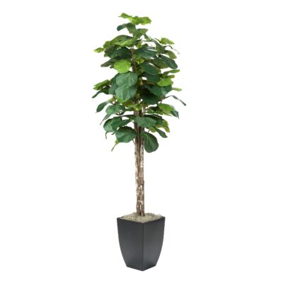 7' Fiddle Leaf Fig Tree in Large Black Cardinal Planter - 320932