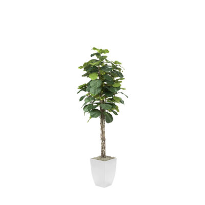 Fiddle Leaf Fig Tree in Cardinal Planter 7' - 320933