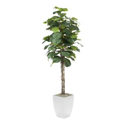 Fiddle Leaf Fig Tree in Cardinal Planter 7' - 320933
