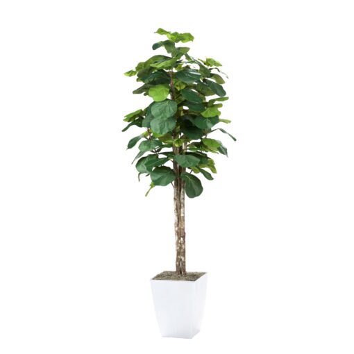7' Fiddle Leaf Fig Tree in Large White Cardinal Planter - 320933