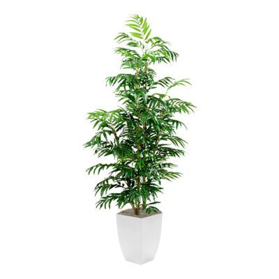 Phoenix Palm in Cardinal Planter 7' - 320934