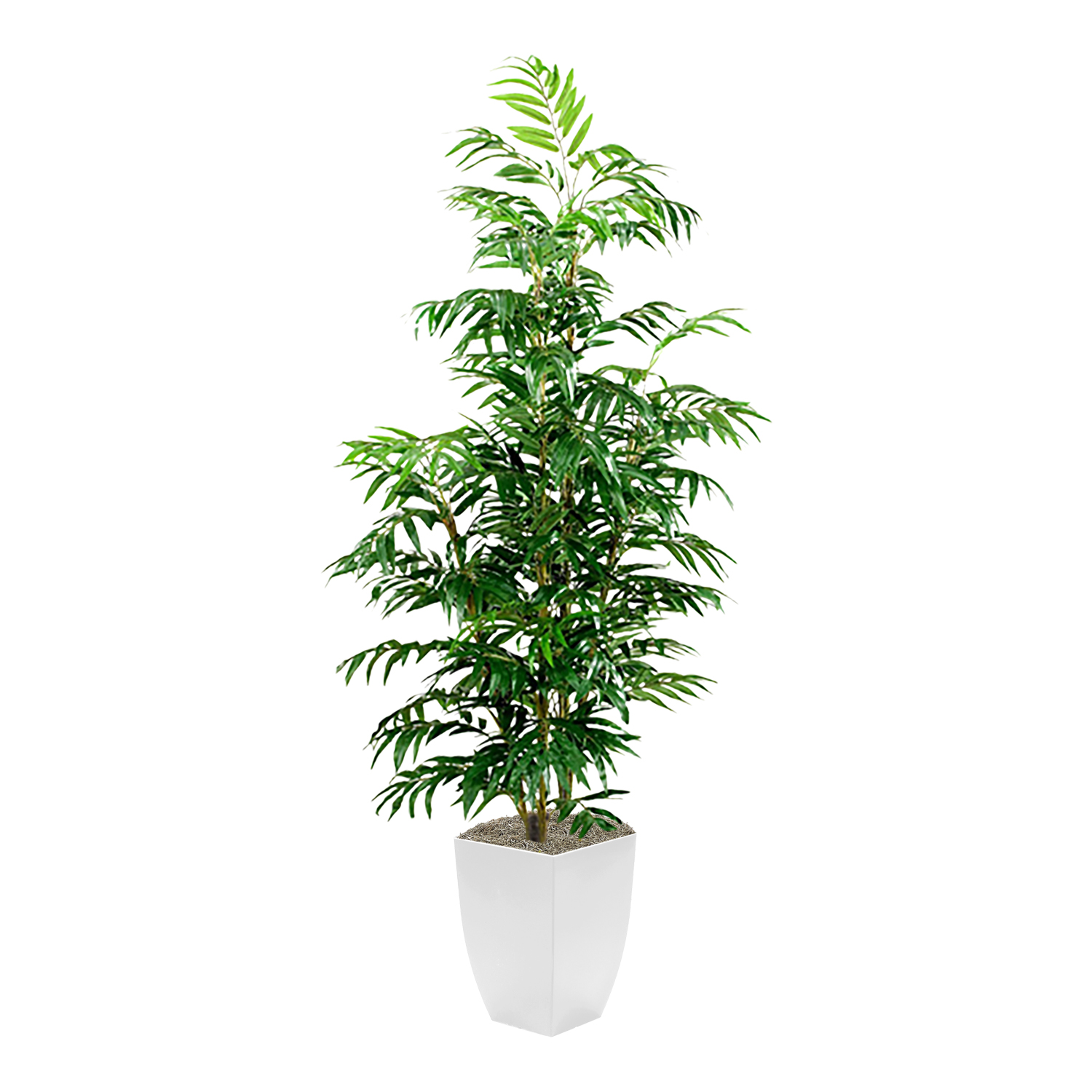 Phoenix Palm in Cardinal Planter 7' - 320934