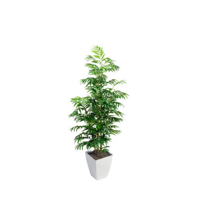 Phoenix Palm in Cardinal Planter 7' - 320934