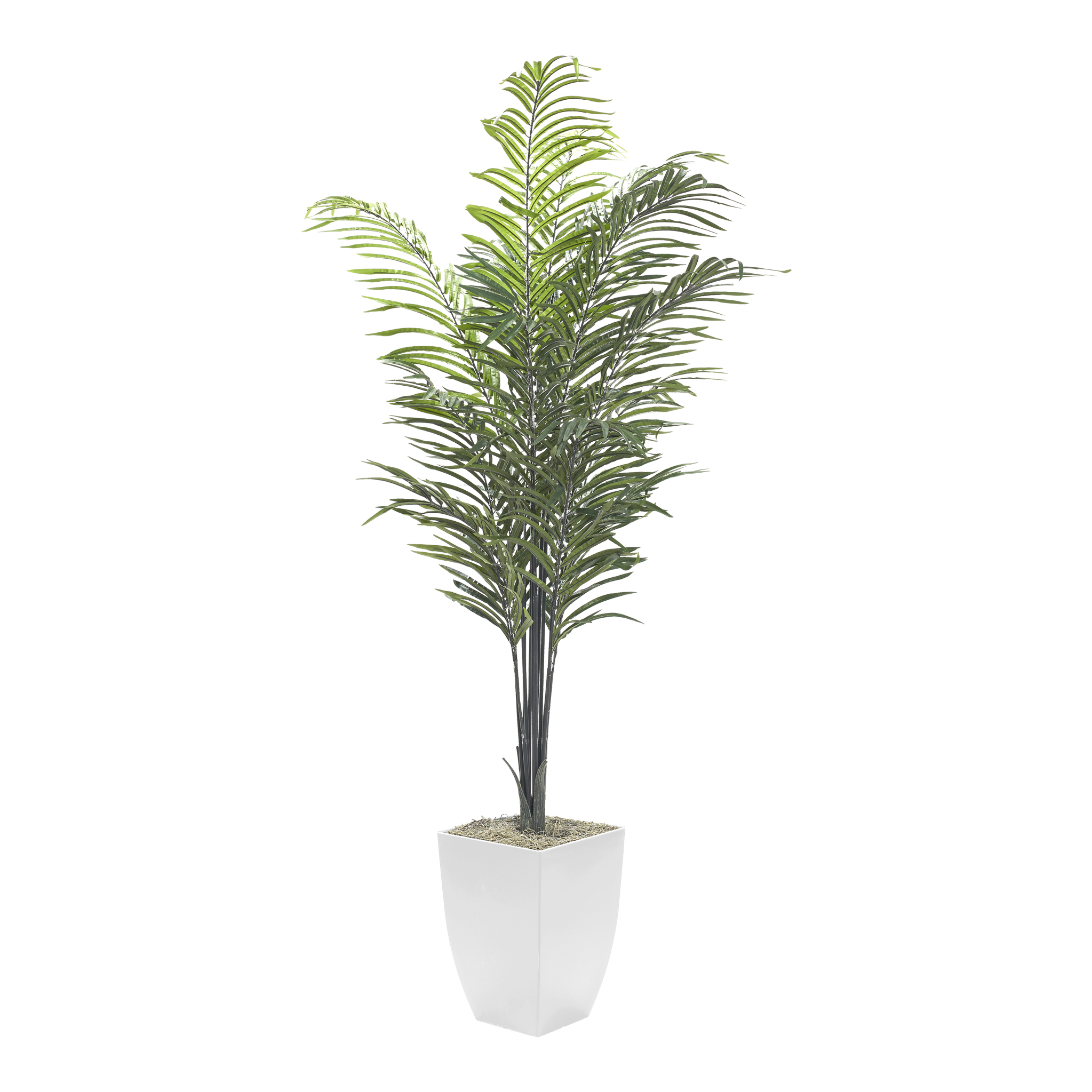 Areca Palm in Cardinal Planter 7' - 320935