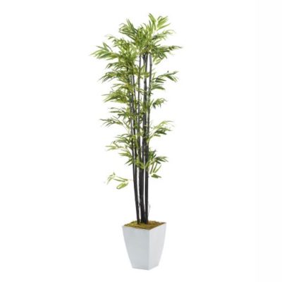 7' Black Bamboo Tree in Large White Cardinal Planter - 320936