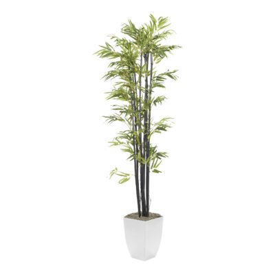 Black Bamboo Tree in Cardinal Planter 7' - 320936