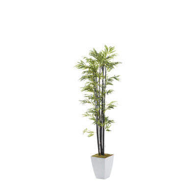 Black Bamboo Tree in Cardinal Planter 7' - 320936