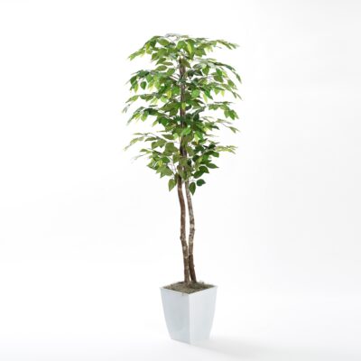 7' Green Ficus Tree in Large White Cardinal Planter - 320938
