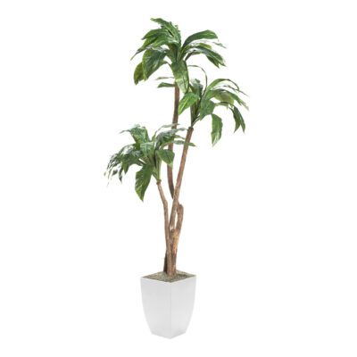 Birdnest Palm in Cardinal Planter 7' - 320939