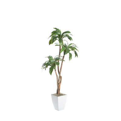 Birdnest Palm in Cardinal Planter 7' - 320939