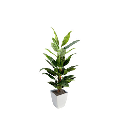 Spath Plant in Cardinal Planter 7' - 320940
