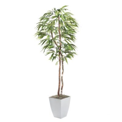 7' Weeping Ficus Tree in Large White Cardinal Planter - 320941