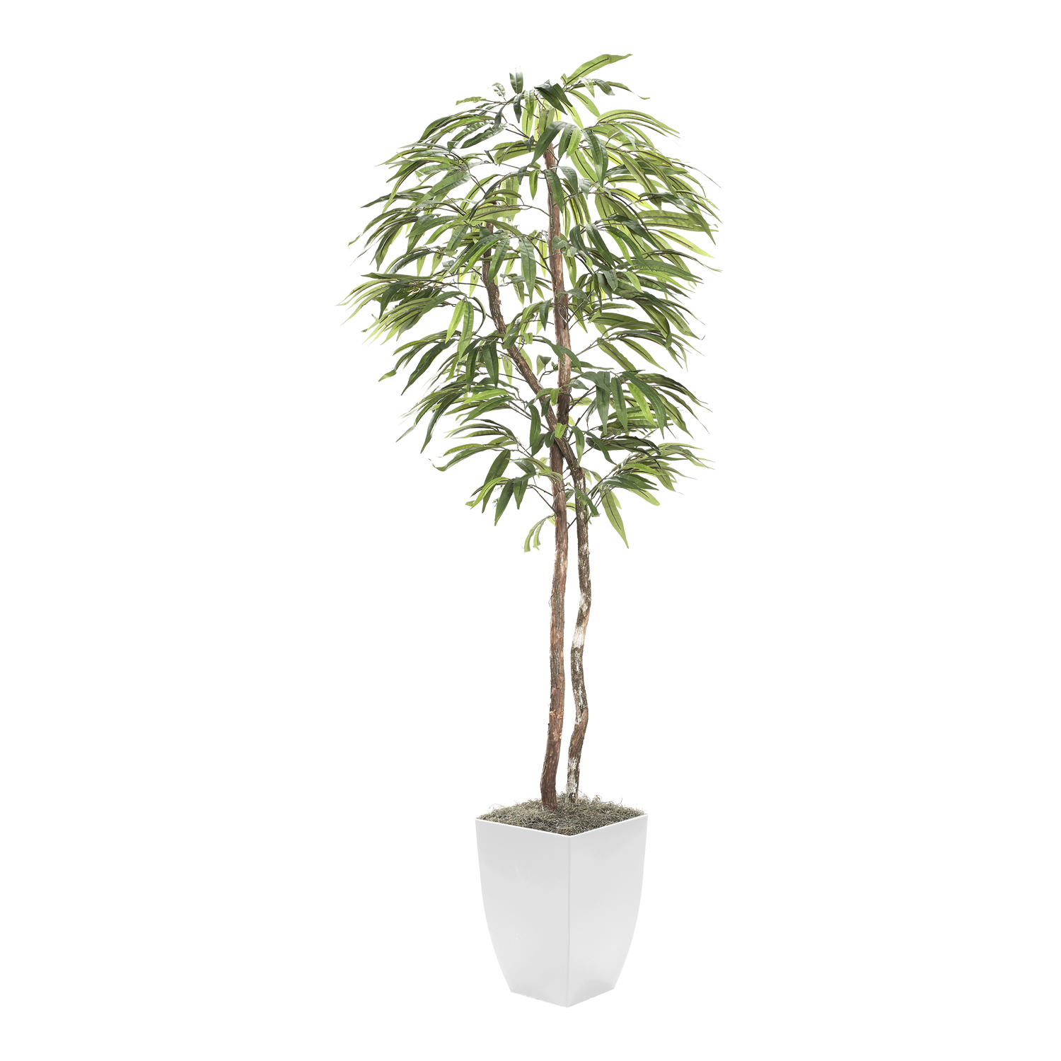 Weeping Ficus Tree in Cardinal Planter 7' - 320941