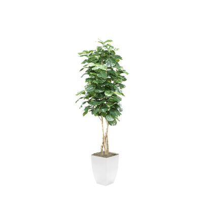 Fiddle Leaf Fig in Cardinal Planter 8' - 320942