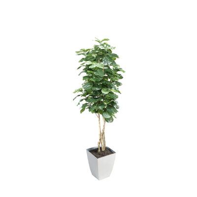 Fiddle Leaf Fig in Cardinal Planter 8' - 320942