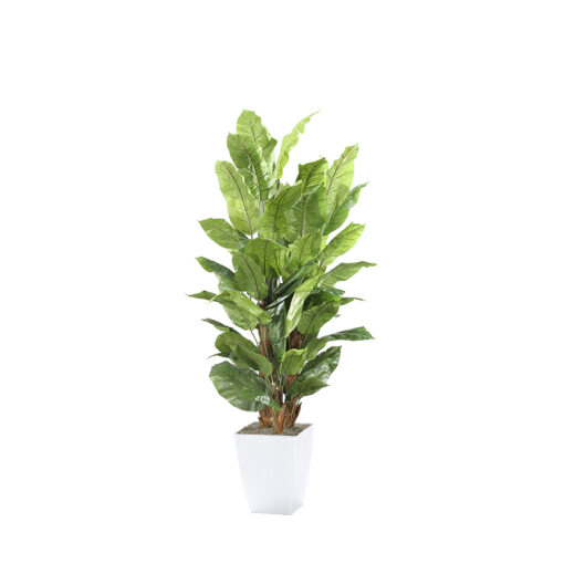Spath Plant in Cardinal Planter 8' - 320943