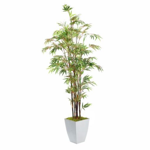 Black Bamboo Tree in Large White Cardinal Planter 8' - 320944