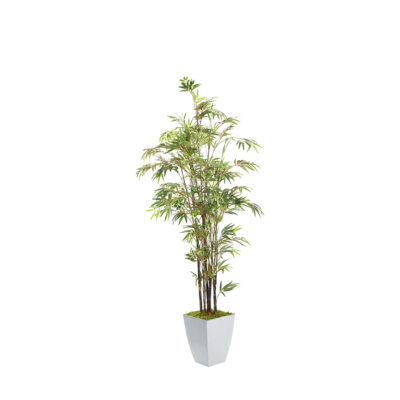 Black Bamboo Tree in Cardinal Planter 8' - 320944