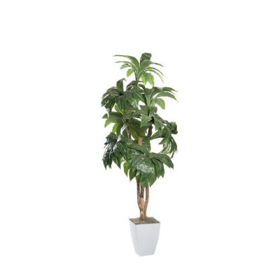 Birdnest Palm in Cardinal Planter 8' - 320945