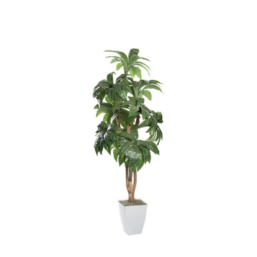 Birdnest Palm in Cardinal Planter 8' - 320945