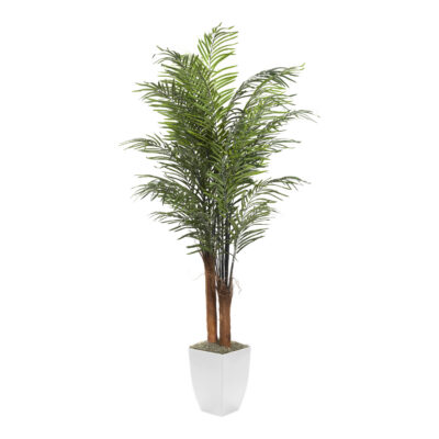 Areca Palm in Cardinal Planter 8' - 320946