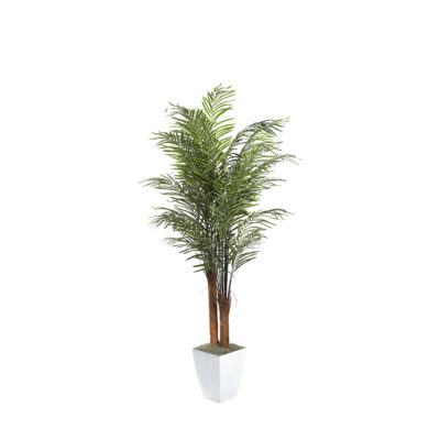 Areca Palm in Cardinal Planter 8' - 320946