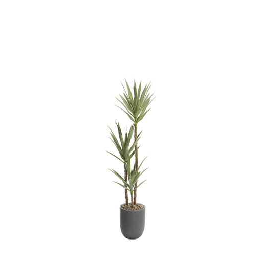 Dracaena Tree in Campbell Planter 5.5' - 327002
