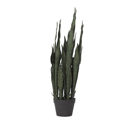 Sansevieria Plant in Nursery Pot - TL814
