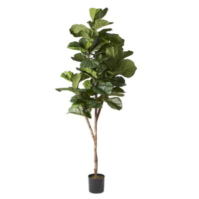 Fiddle Leaf Fig Tree in Plastic Pot 7' - TL854