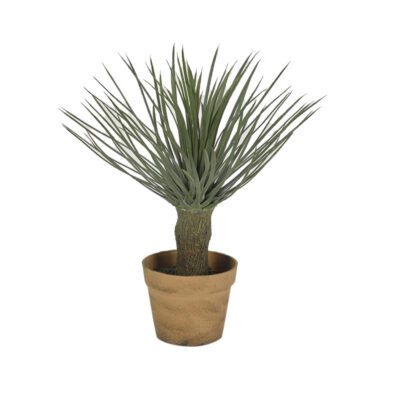 15" Potted Whipple Yucca Plant - GR2041