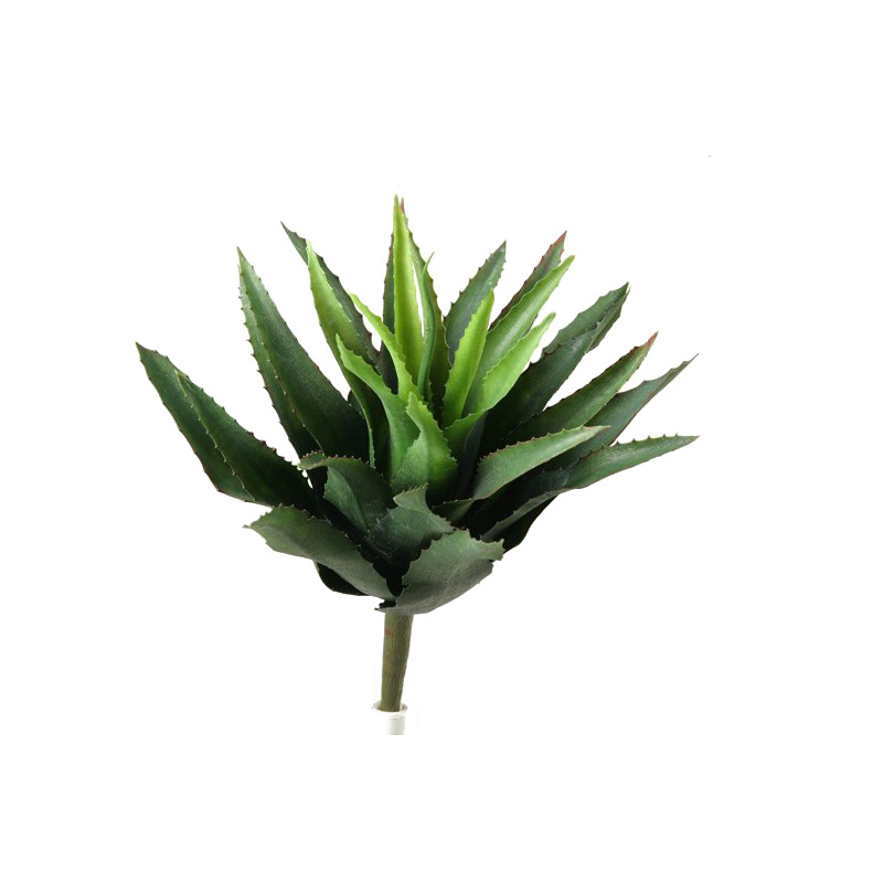 Star Succulent - GR974