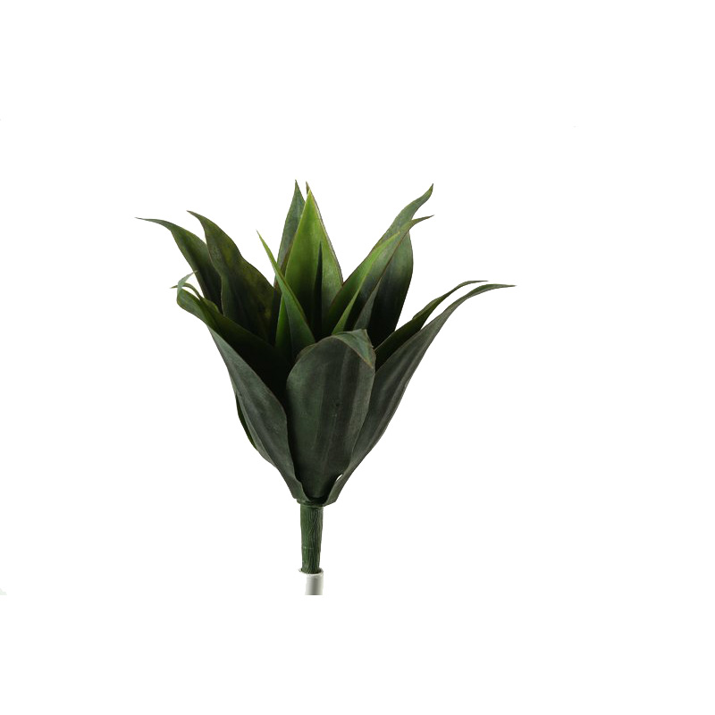 Agave Succulent - GR973