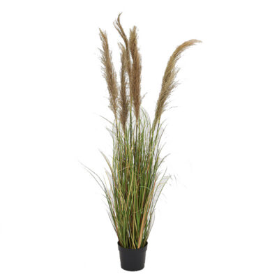 Reed Onion Grass in Nursery Pot - TL856