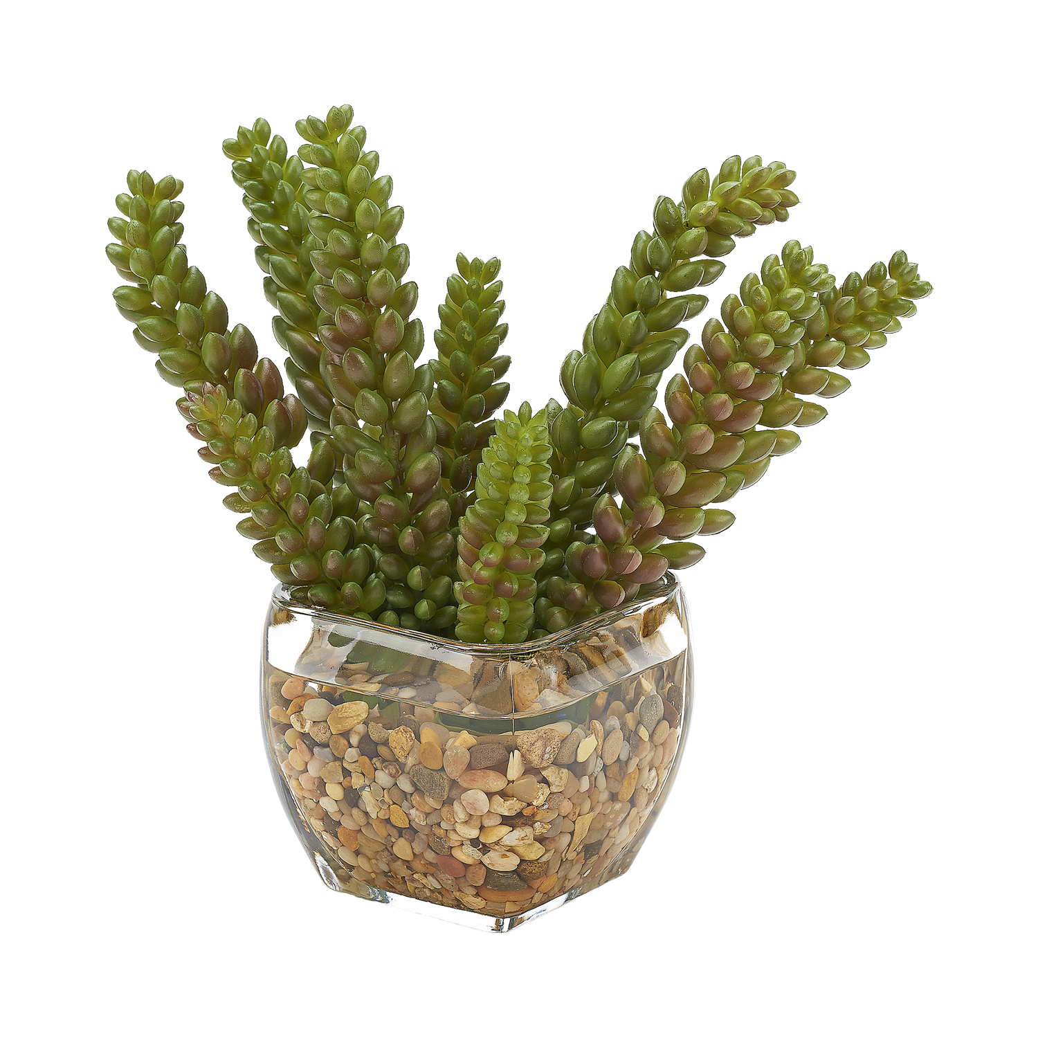 Donkey Tail Succulent in Bevel Vase - 212011