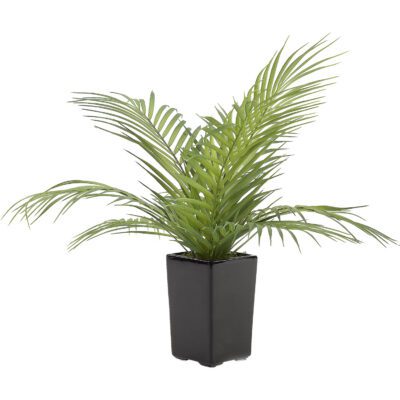 Areca Palm Fronds in Orion Planter - 212021