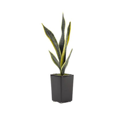 Green/Yellow Sansevieria in Orion Planter - 212022