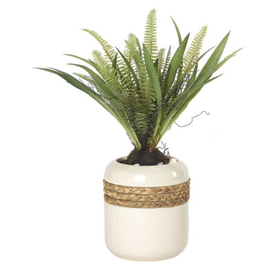 Medium Fern Plant in Medium Gemma Planter - 212035
