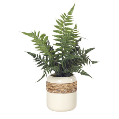 Leather Fern in Small Gemma Planter - 212037