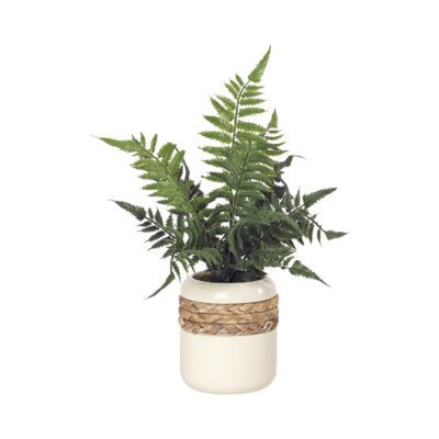 Leather Fern in Gemma Planter - 212037