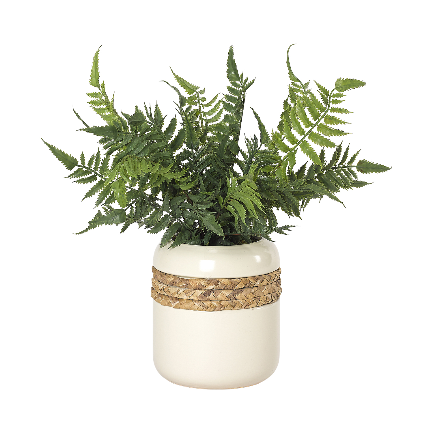 Leather Fern in Gemma Planter - 212038